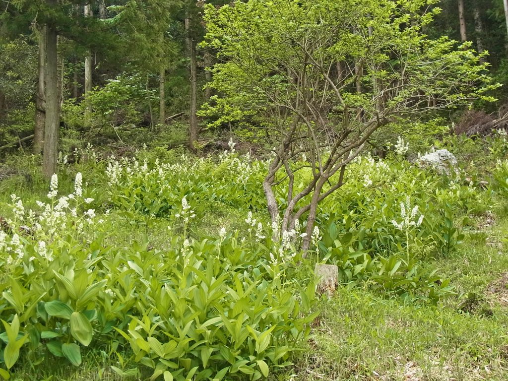 ミカワバイケイソウ