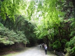 2016-5-15奈良・春日山 105