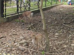 2016-5-15奈良・春日山 009