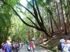 2016-5-15奈良・春日山 170