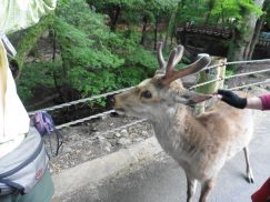 2016-5-15奈良・春日山 219