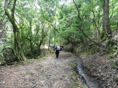 2016-5-15奈良・春日山 021