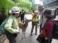 2016-5-15奈良・春日山 217