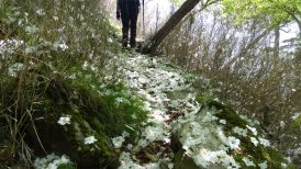 雪のようなヤシオの花