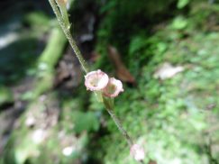 2016-5-15奈良・春日山 146