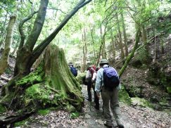 2016-5-15奈良・春日山 033