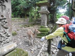 2016-5-15奈良・春日山 232