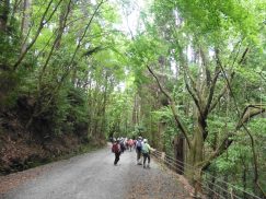 2016-5-15奈良・春日山 102