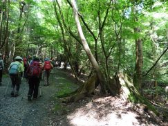 2016-5-15奈良・春日山 090