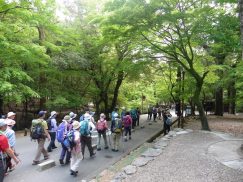 2016-5-15奈良・春日山 222