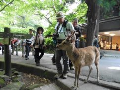 2016-5-15奈良・春日山 227