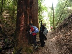 2016-5-15奈良・春日山 059