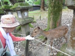 2016-5-15奈良・春日山 230