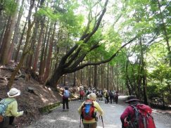 2016-5-15奈良・春日山 164