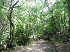 2016-5-15奈良・春日山 022