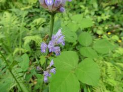 2016-6-19蓬莱橋・掛川城 085