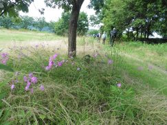 2016-6-19蓬莱橋・掛川城 008