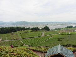 2016-6-19蓬莱橋・掛川城 113