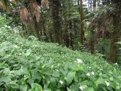 2016-6-19蓬莱橋・掛川城 129