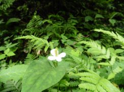 2016-6-19蓬莱橋・掛川城 079