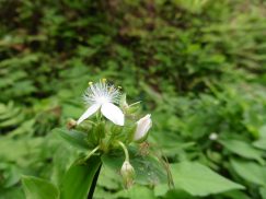 2016-6-19蓬莱橋・掛川城 081