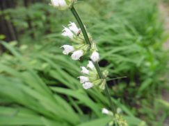 2016-6-19蓬莱橋・掛川城 097