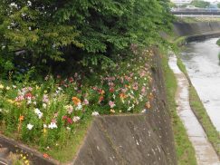 2016-6-19蓬莱橋・掛川城 223