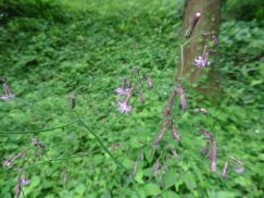 2016-6-19蓬莱橋・掛川城 082