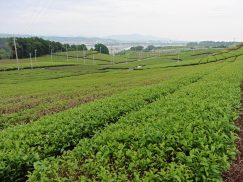 2016-6-19蓬莱橋・掛川城 107