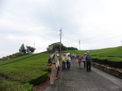 2016-6-19蓬莱橋・掛川城 122