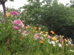 2016-6-19蓬莱橋・掛川城 226