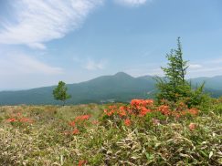 蓼科山とレンゲツツジ