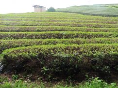 2016-6-19蓬莱橋・掛川城 103