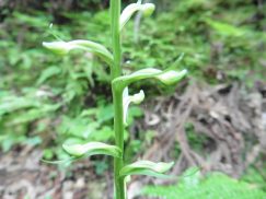 2016-6-19蓬莱橋・掛川城 089