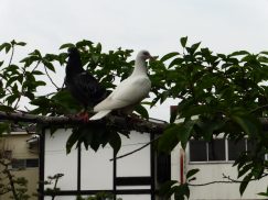 2016-6-19蓬莱橋・掛川城 216