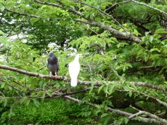 2016-6-19蓬莱橋・掛川城 218