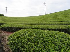 2016-6-19蓬莱橋・掛川城 106