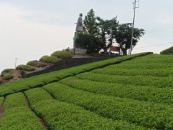 2016-6-19蓬莱橋・掛川城 108