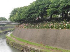 2016-6-19蓬莱橋・掛川城 225