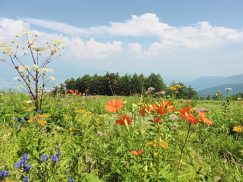 2016-8-6入笠山 210